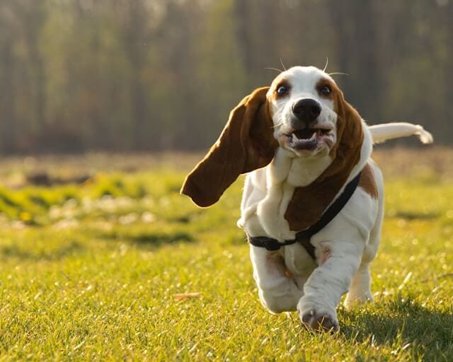 Site para Adestrador de Cães